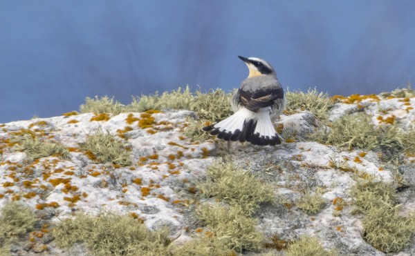 KIVITASKUJA OLI TÄNÄÄN SAAPUNUT VÄHÄN ENEMMÄN