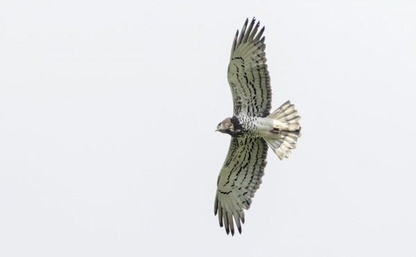 KÄÄRMEKOTKIA NÄHTIIN MUUTAMA YKSILÖ