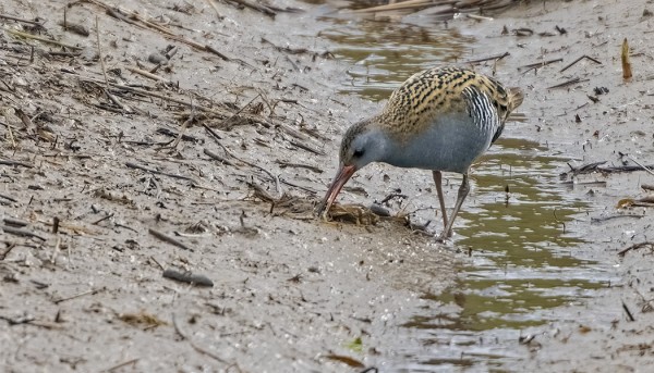 .. JA HETKEÄ MYÖHEMMIN LÖYTYI AVOIMESTI RUOKAILEVA LUHTAKANA