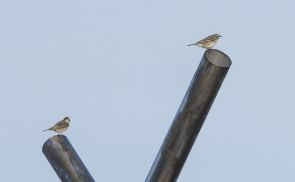 LUOTOKIRVISPARI PITÄÄ REVIIRIÄ ETELÄKÄRJESSÄ, TÄSSÄ DRAKENIN MUISTOMERKIN PÄÄLLÄ