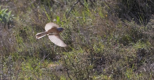 LÄNNENRUSOKERTTU OLI VILKAS JA HANKALASTI KUVATTAVISSA