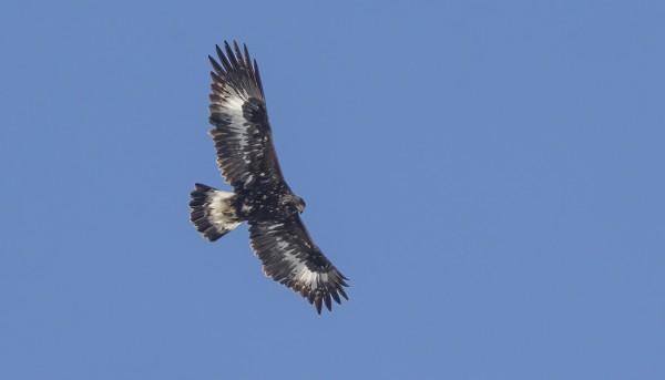 NUORI MAAKOTKA PYRENNEILLÄ