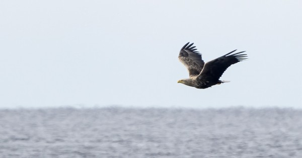 MERIKOTKIA ON LUKUISASTI LIIKKEELLÄ