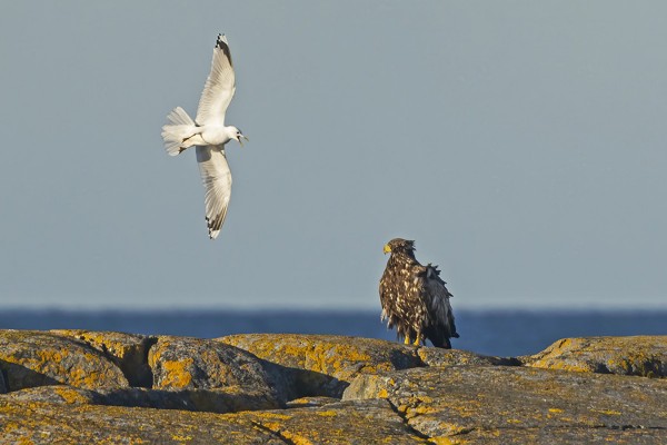 ÖRÖBÅDANIN KALALOKKIPARI ANTAA KYYTIÄ MERIKOTKALLE