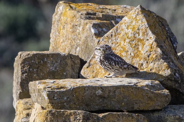 MINERVANPÖLLÖJÄ NÄHTIIN KOKO RETKELLÄ VAIN KAKSI