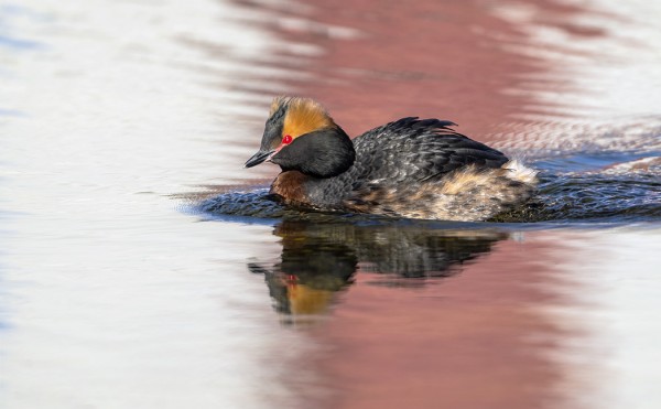 MUSTAKURKKU-UIKKUJA ON KAKSI PARIA, TÄSSÄ MAJAKAN HEIJASTEISSA