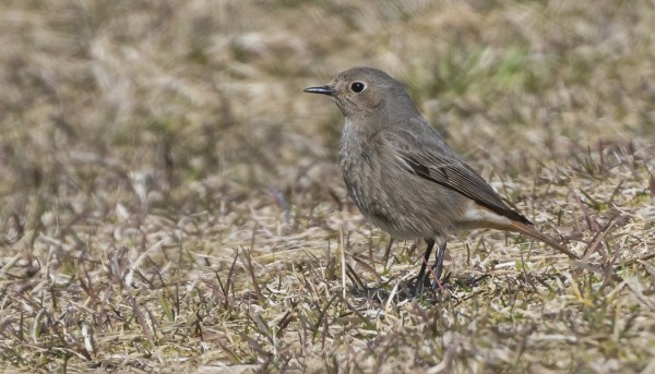 JALKAPALLOKENTÄLLÄ OLI SEKÄ KOIRAS ETTÄ NAARAS MUSTALEPPÄLINTU