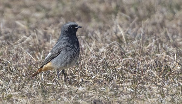 mustaleppälintu_03_Korppoo_04_22