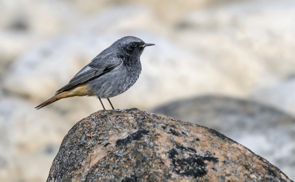 KOIRAS MULELI ITÄRANNALLA