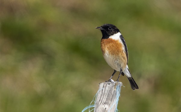 MUSTAPÄÄTASKUJA NÄHTIIN LIKI PÄIVITTÄIN