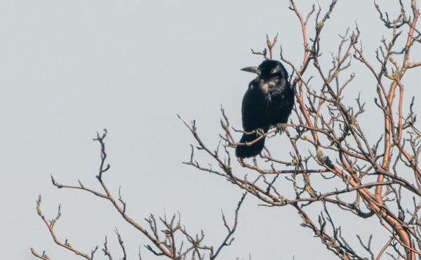 MUSTAVARIS ON UTÖSSÄ HYVIN VÄHÄLUKUINEN, MELKEINPÄ HARVINAINEN