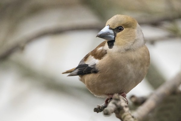 NAARAS NOKKAVARPUNEN KÄY HARVAKSELTAAN SAUNALLAMME