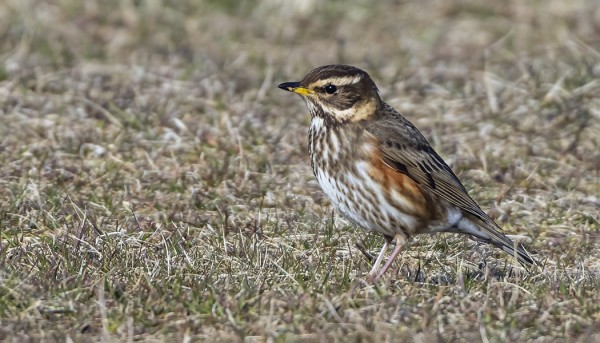 PUNAKYLKIRASTAIDEN MUUTTO ON HYVÄSSÄ VAUHDISSA