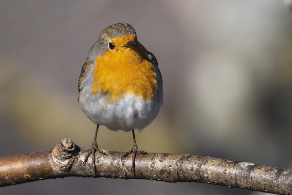 PUNARINTOJEN PÄÄMUUTTOAIKA LÄHESTYY