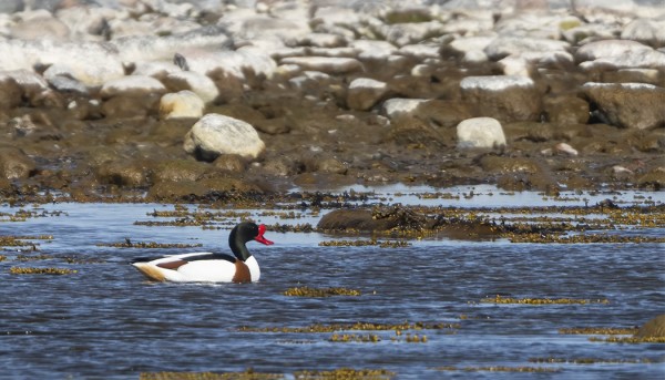 RISTISORSIA ON TÄNÄ KEVÄÄNÄ OLLUT UTÖSSÄ NIUKASTI, NYT YKSI PARI NÄYTTÄÄ ASETTUNEEN SAAREN ITÄPUOLELLE