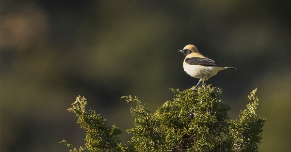 RUSOTASKU ON KAUNIS TASKULAJI
