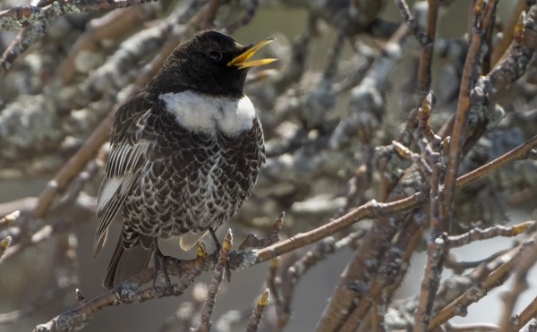 ALPESTRIS-TYYPPISET SEPELRASTAAT LAULOIVAT HIENOSTI LUMISILLA ALUEILLA