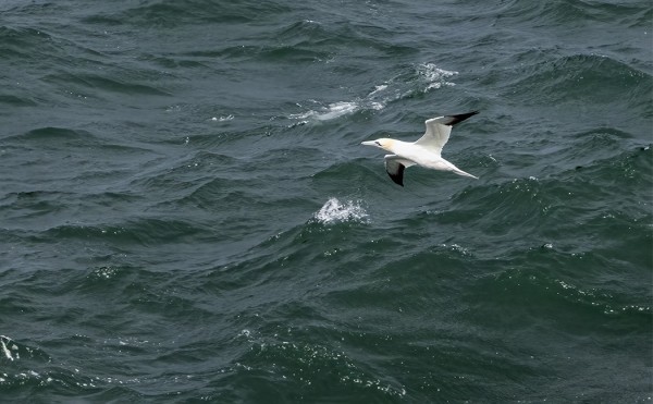 SUULA OLI YLEISIN MERILINTU