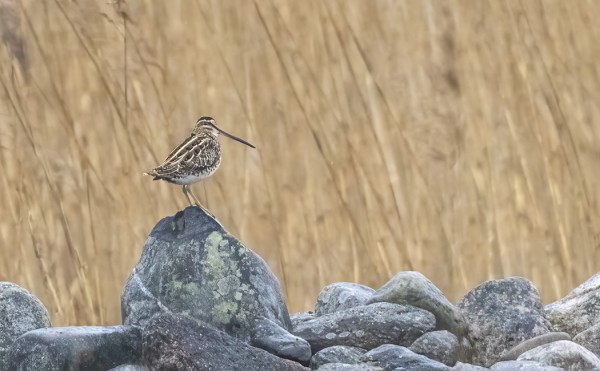 TAIVAANVUOHET SOIDINTAVAT ÖSTERÄNGILLÄ
