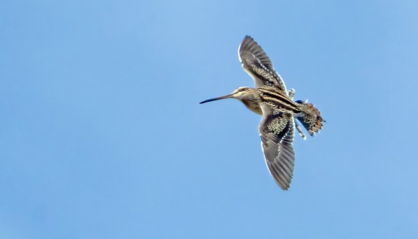 TAIVAANVUOHET LENTÄVÄT SOIDINLENTOA ÖSTERÄNGILLÄ