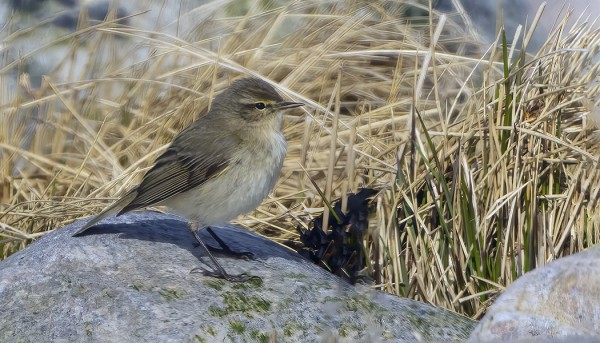 TILTALTTIEN MUUTTO ON JO KÄYNNISSÄ