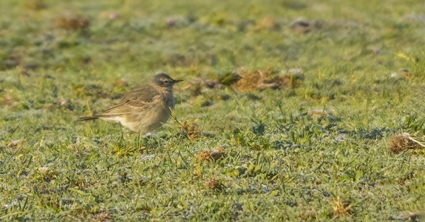 VUORIKIRVISIÄ NÄHTIIN LÄHES PÄIVITTÄIN