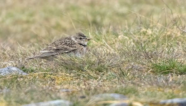 arokiuru_01_Korppoo_05_22