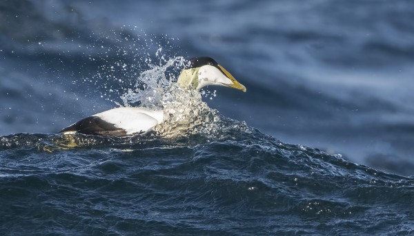 HAAHKOJA ON NIUKASTI, MUTTA JOITAIN KUVIA SENTÄÄN SAA