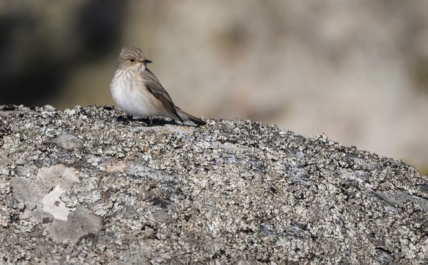 HARMAASIEPPOJA ON RUNSAASTI