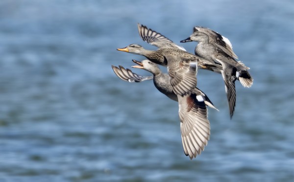 HARMAASORSIA SAARESSA ON AINAKIN 5-6, VÄLILLÄ ON KOVAA KISAILUA NAARAISTA