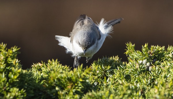 HERNEKERTTUJA ON NYT PALJON
