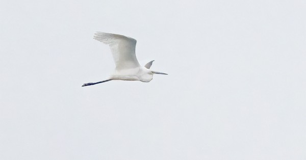 JALOHAIKARA AAMUN VIELÄ HÄMÄRISSÄ VALOISSA