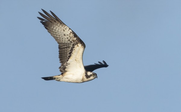 KALASÄÄSKIÄ NÄKEE UTÖSSÄ MELKO HARVOIN