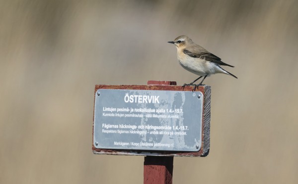 MAANOMISTAJAN JA UTÖN METSÄSTYSSEURAN SUOJELUALUE ITÄRANNALLA ON TOIMINUT VARSIN HYVIN, KIITOS LINTUVÄELLE ETTÄ LINNUT SAAVAT RAUHASSA PESIÄ JA RUOKAILLA. RANNAN SUUNTAINEN KULKEMINEN NIITYLLÄ EI OLE SUOTAVAA.