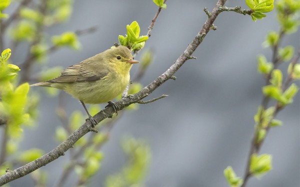 KULTARINTOJEN MUUTTO NYT LÄHELLÄ HUIPPUAAN