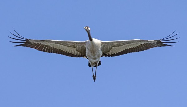 PARI KURKEA LENSI TÄNÄÄN IHAN PÄÄLTÄ