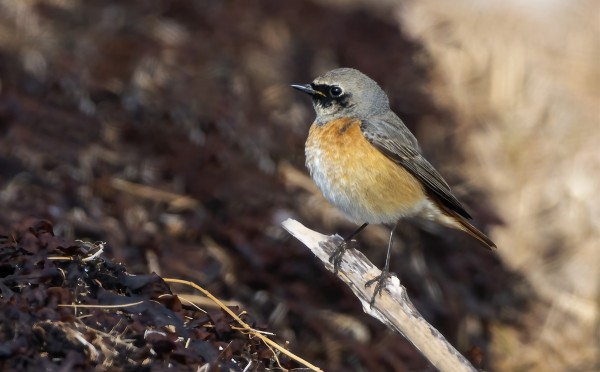 LEPPÄLINTUJEN MUUTTO ON HYVÄSSÄ VAUHDISSA