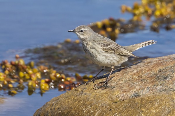 LUOTOKIRVISIÄ ON PESIVÄNÄ KOLME PARIA