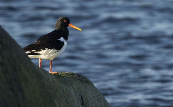 MERIHARAKOITA ON TÄNÄ VUONNA VAIN YKSI PARI