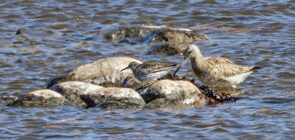 MERISIRRI JA PUNAKUIRI ITÄRANNALLA (Kuva: Outi Sarjakoski)