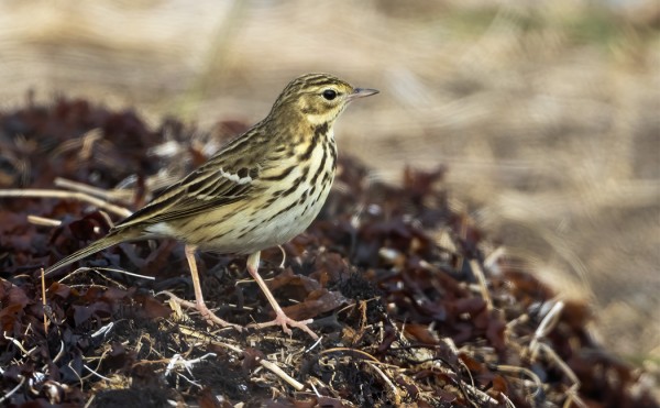 METSÄKIRVISTEN MUUTTOAIKA ON NYT