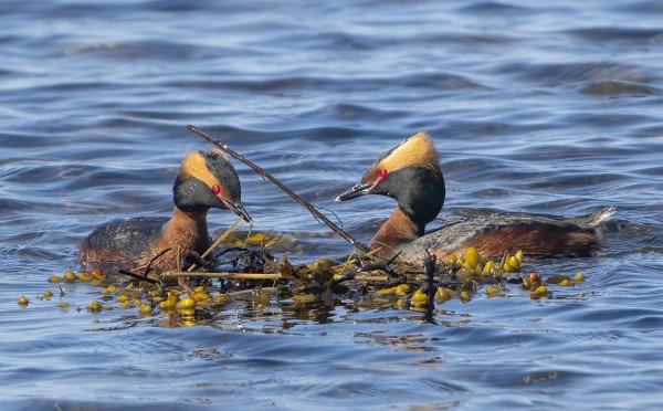 MUSTAKURKKU-UIKUT RAKENTAVAT JÄLLEEN PESÄÄ, JOKA UTÖN AALLOKOSSA TUSKIN PITKÄÄN PYSYY PINNALLA