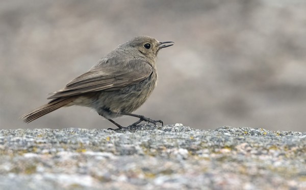 MUSTALEPPÄLINTUJA ON NYT PÄIVITTÄIN