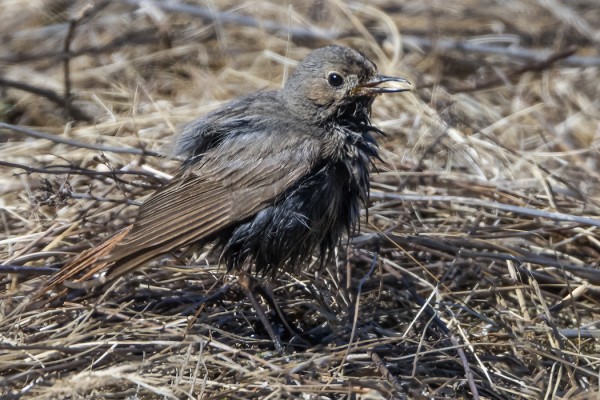 TÄMÄ MUSTALEPPÄLINTU ON KASTELLUT ITSENSÄ PERUSTEELLISESTI
