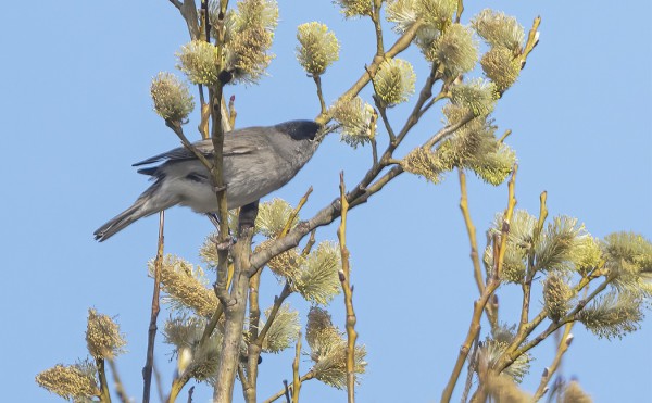 MUSTAPÄÄKERTUT OVAT LÖYTÄNEET KUKKIVAT PAJUT
