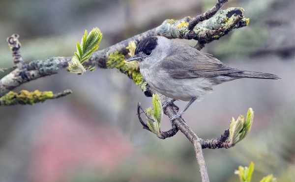 MUSTAPÄÄKERTTUJA RIITTÄÄ
