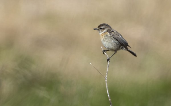 NAARAS MUSTAPÄÄTASKU HAUTAUSMAAN LIEPEILLÄ