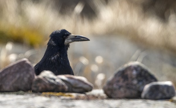MUSTAVARIS HENGAA SAARESSA - TÄÄLLÄ HYVINKIN VÄHÄLUKUINEN VIERAS