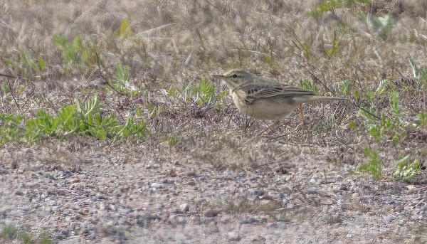 NUMMIKIRVINEN ILMESTYI ILTAPÄIVÄLLÄ ENSKÄRIN HIEKKAKENTÄLLE