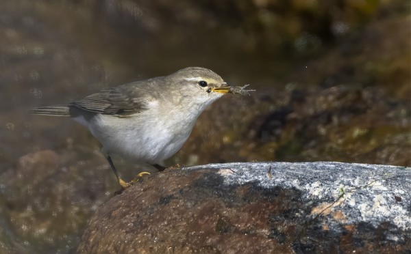 HARMAHTAVA PAJULINTU, JOLLA PUNKKI NOKAN TYVELLÄ